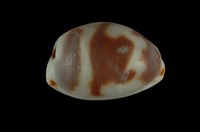 藏品(肥熊寶螺)的圖片